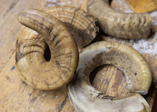 Raw material - horn of a Blackface ram